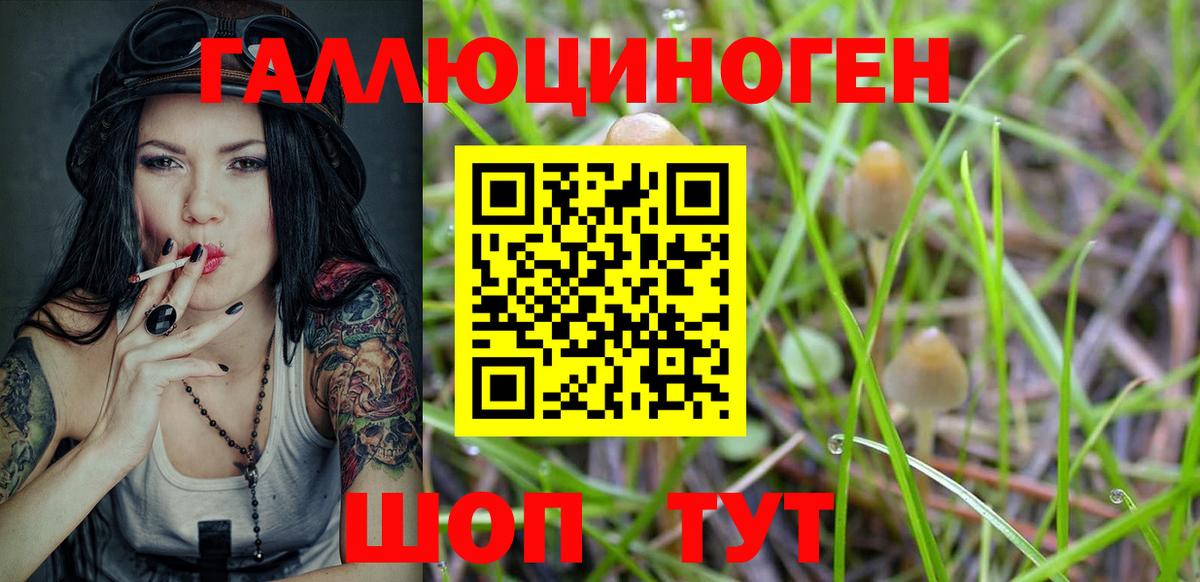 Галлюциногенные грибы Psilocybine cubensis Курчатов